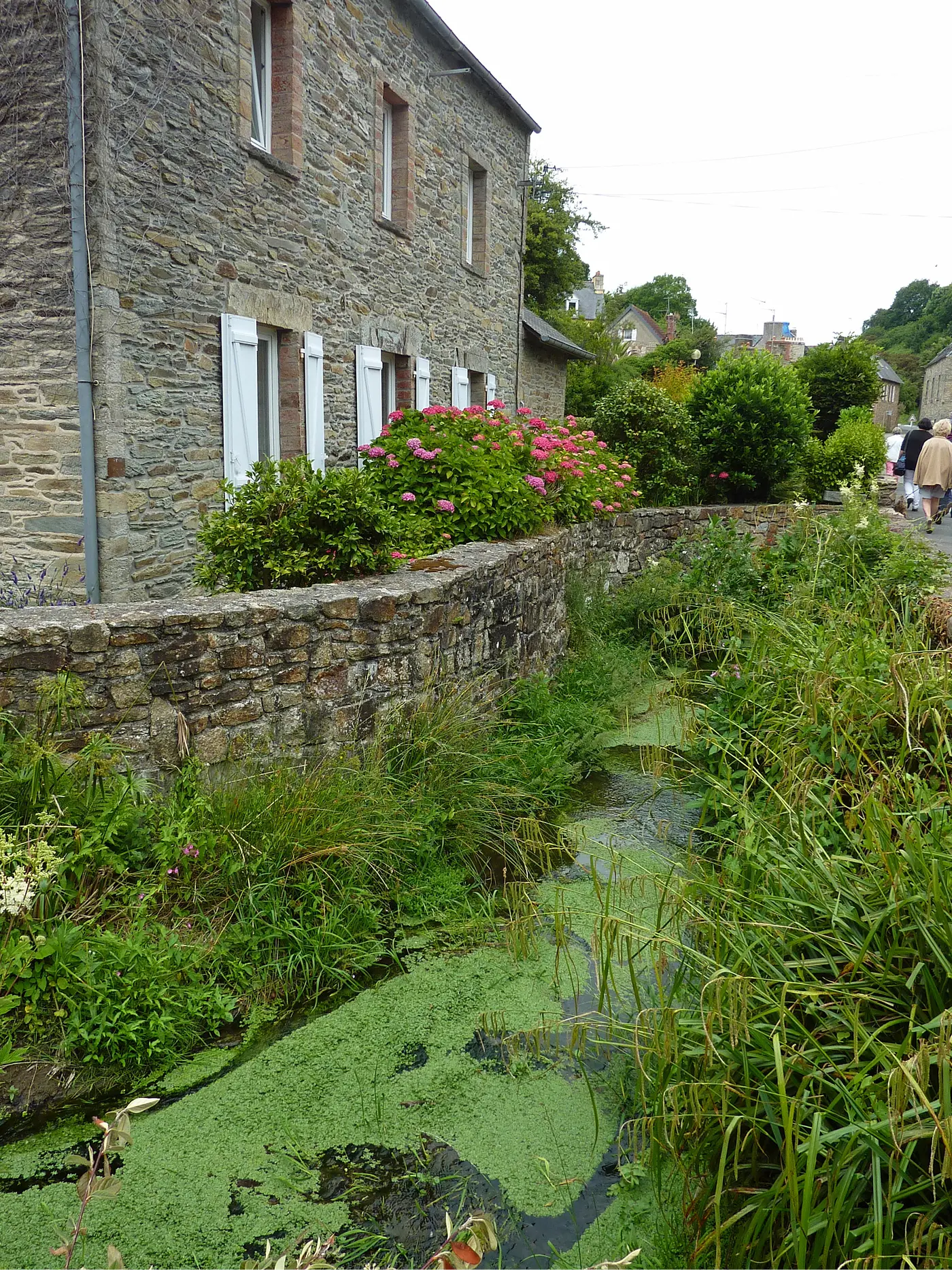 Maison en pierre du quartier du Stanco à Lannion, avec hortensias roses et ruisseau bordé de végétation aquatique, Côtes-d'Armor, Bretagne