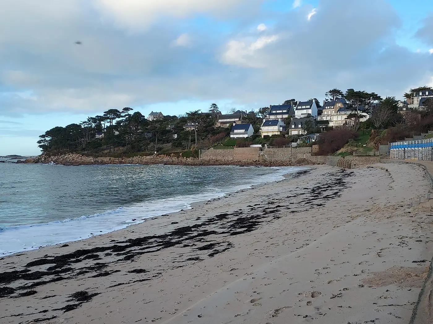 Plage de sable de Pors Termen à Trébeurden avec algues échouées et villas bretonnes sur le coteau boisé, Côtes-d'Armor, Bretagne